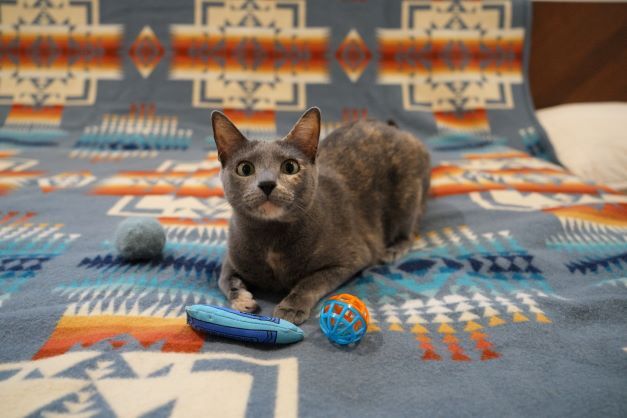 Courage, an adopted Domestic Short Hair Mix in Houston, TX_image-6