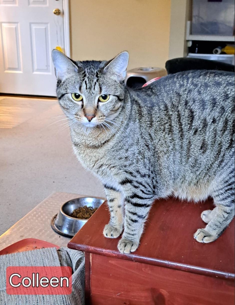 COLLEEN, an adoptable Tabby in Capshaw, AL, 35742 | Photo Image 1