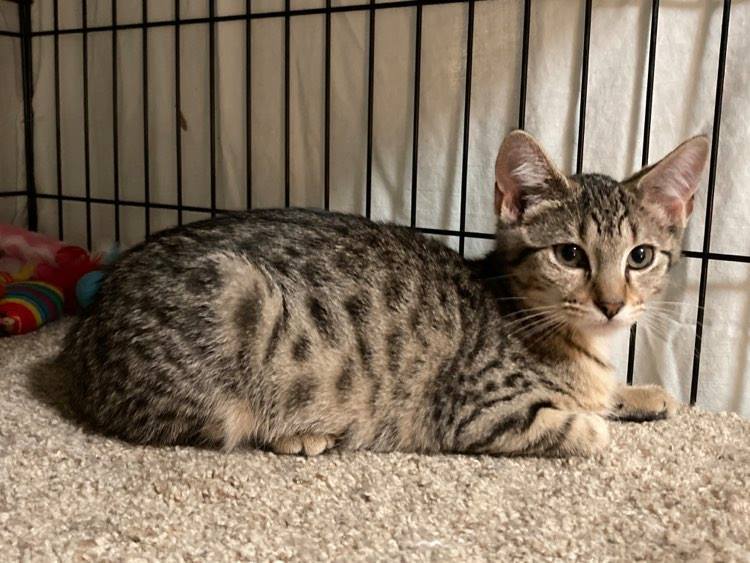 COLLEEN, an adoptable Tabby in Capshaw, AL, 35742 | Photo Image 2