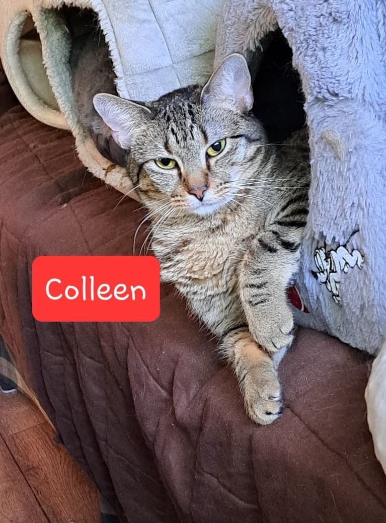 COLLEEN, an adoptable Tabby in Capshaw, AL, 35742 | Photo Image 2