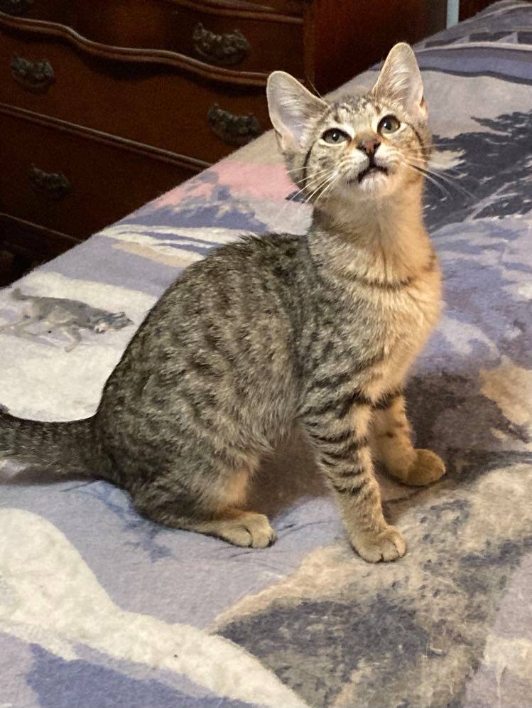 COLLEEN, an adoptable Tabby in Capshaw, AL, 35742 | Photo Image 3