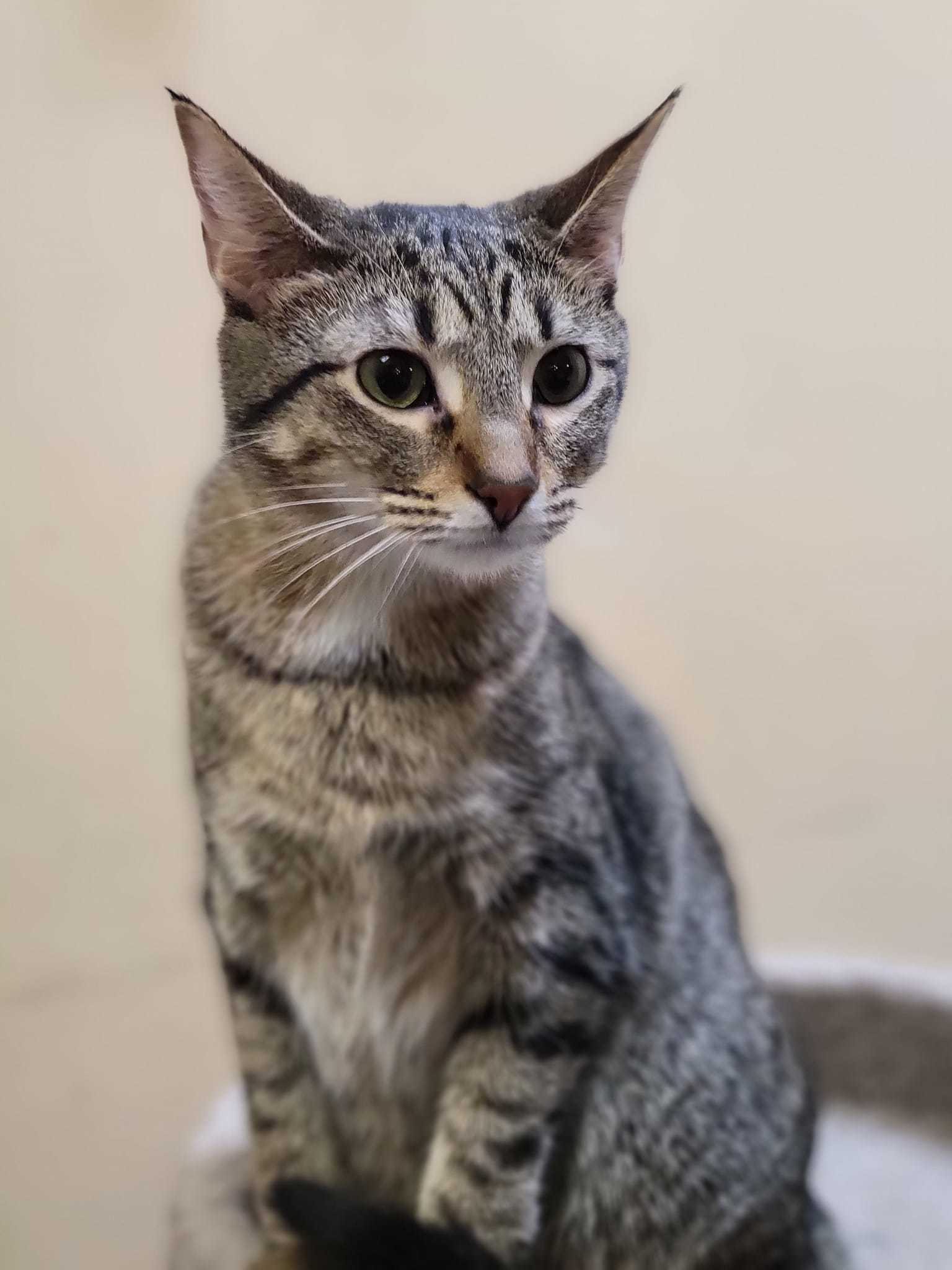 CARA, an adoptable Tabby in Capshaw, AL, 35742 | Photo Image 1