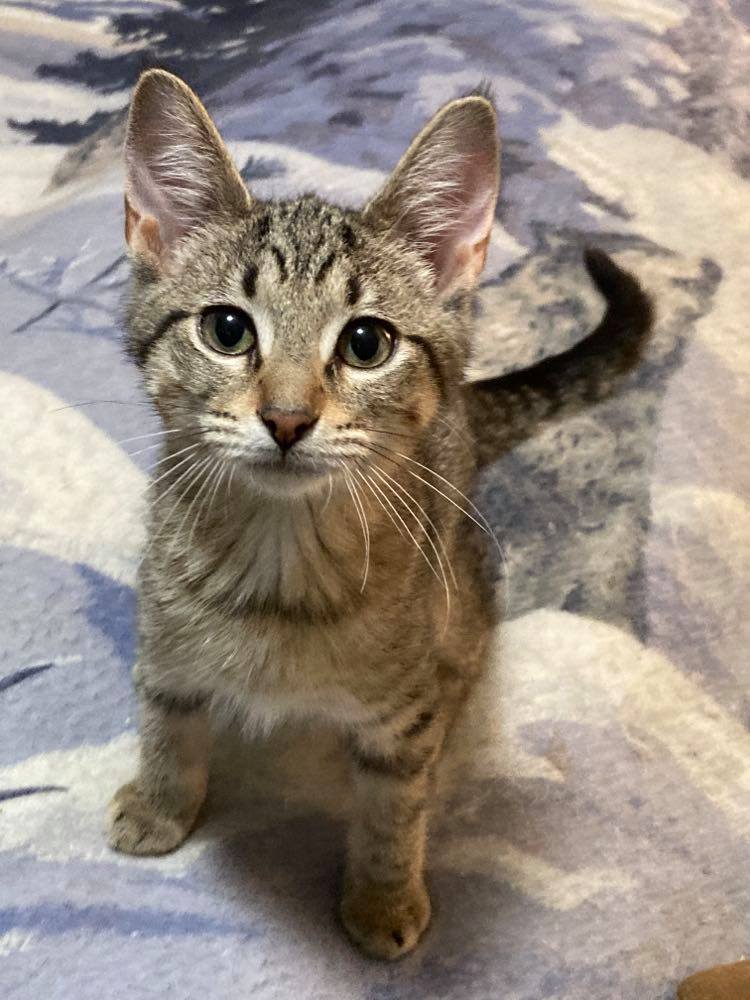 CARA, an adoptable Tabby in Capshaw, AL, 35742 | Photo Image 2