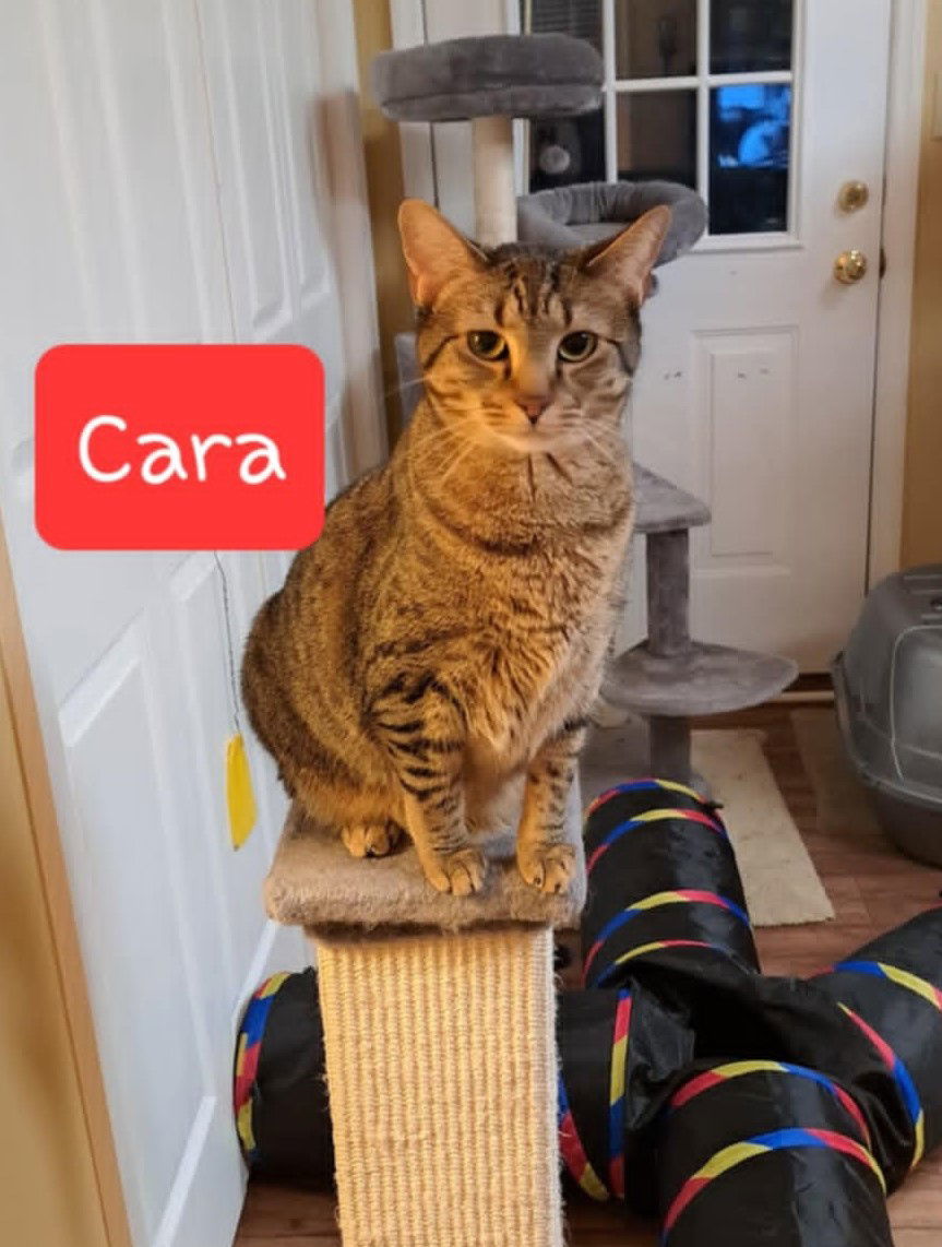 CARA, an adoptable Tabby in Capshaw, AL, 35742 | Photo Image 2