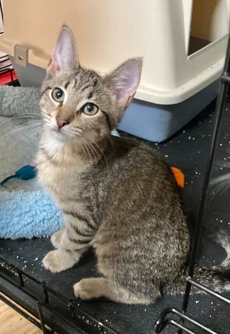 CARA, an adoptable Tabby in Capshaw, AL, 35742 | Photo Image 3