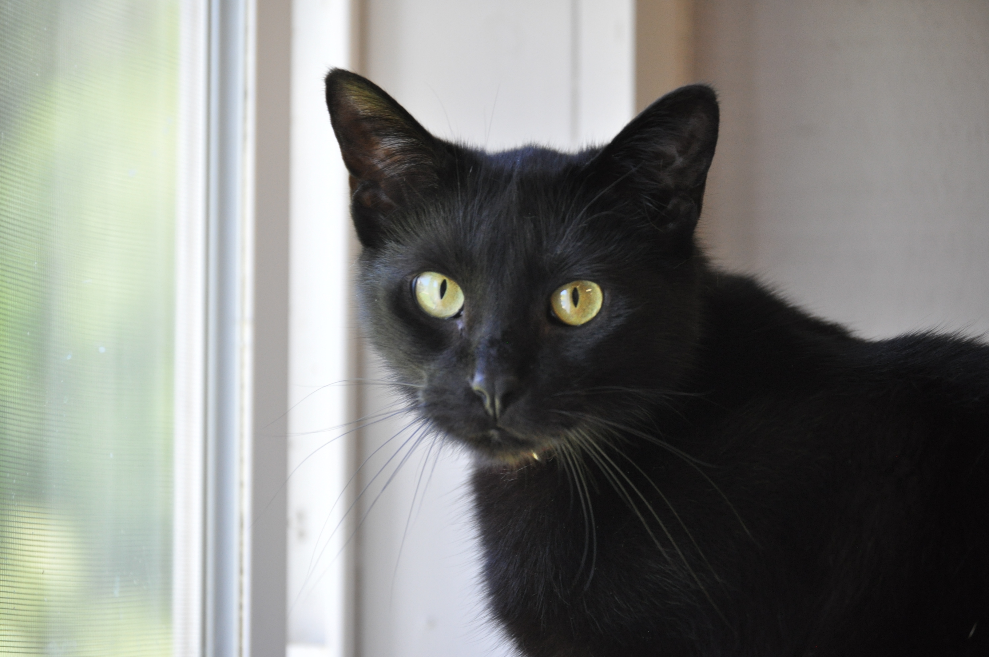 Trailblazer, an adoptable Bombay in Wayland, MI, 49348 | Photo Image 1