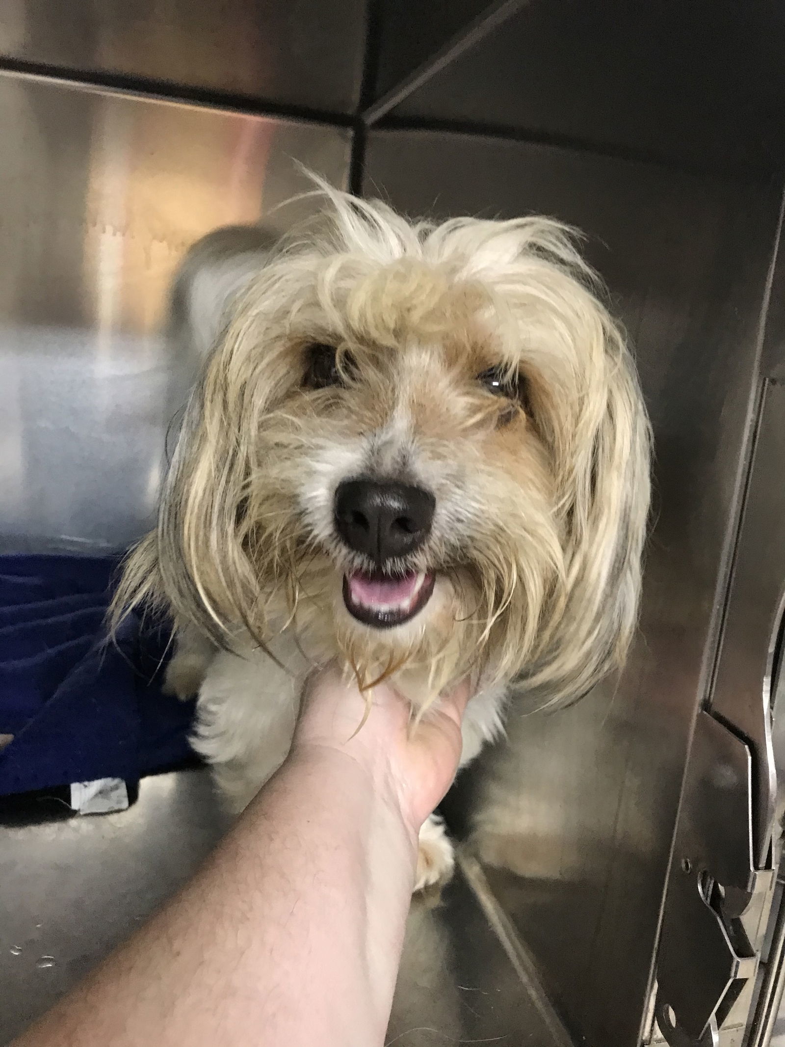 Chubbs, an adoptable Maltese in Albemarle, NC, 28001 | Photo Image 1