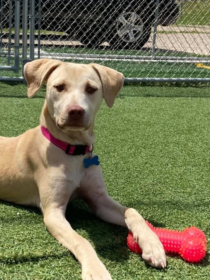 Dog For Adoption Spice A Labrador Retriever Mix In Cedar Rapids Ia Petfinder