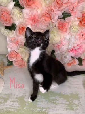 Miso