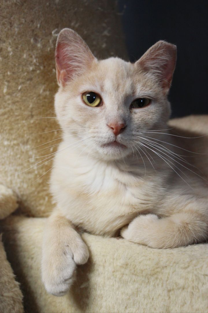 cat-for-adoption-pumpkin-a-domestic-short-hair-in-new-richmond-wi