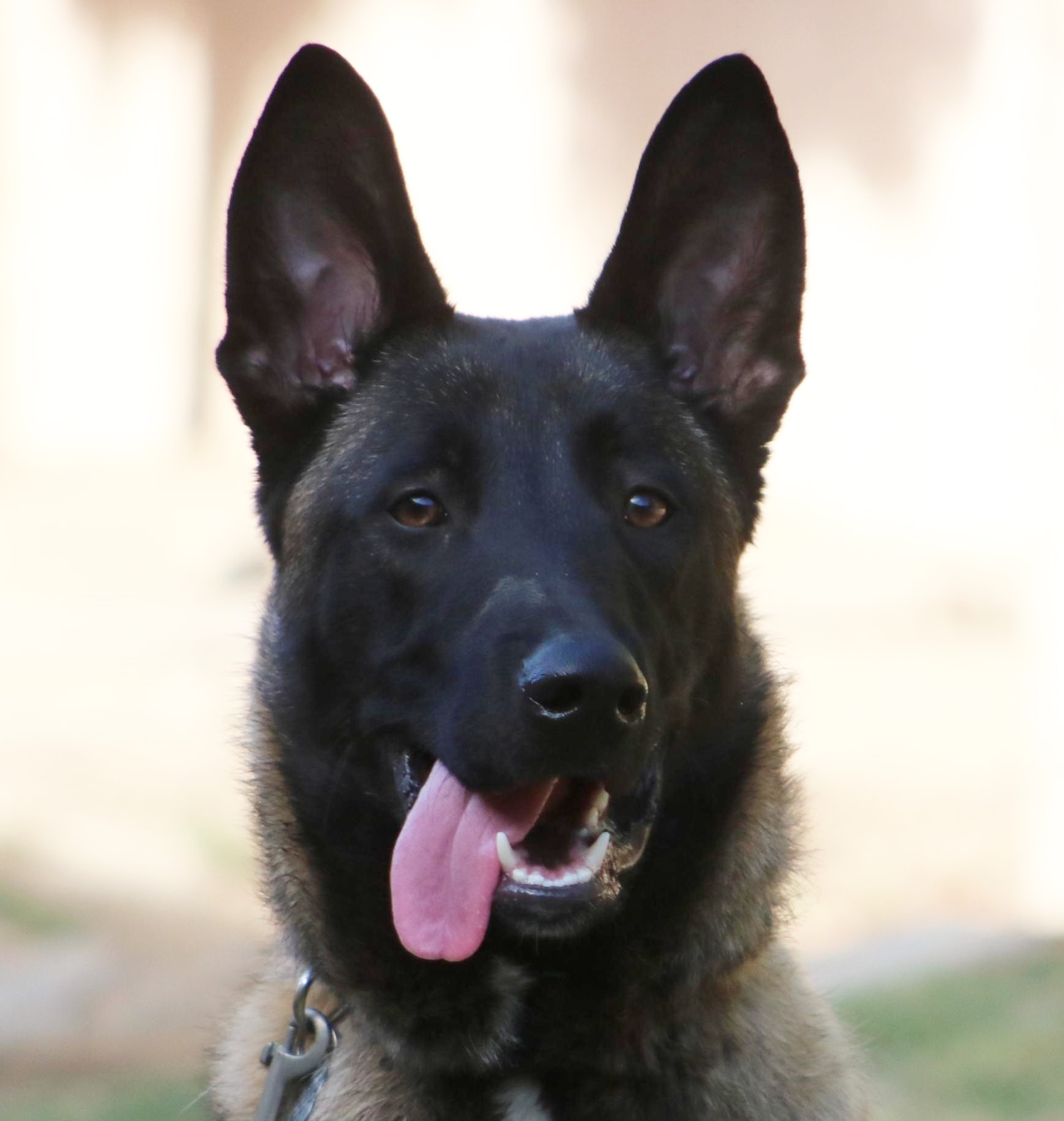 Belgian malinois best sale puppies for adoption