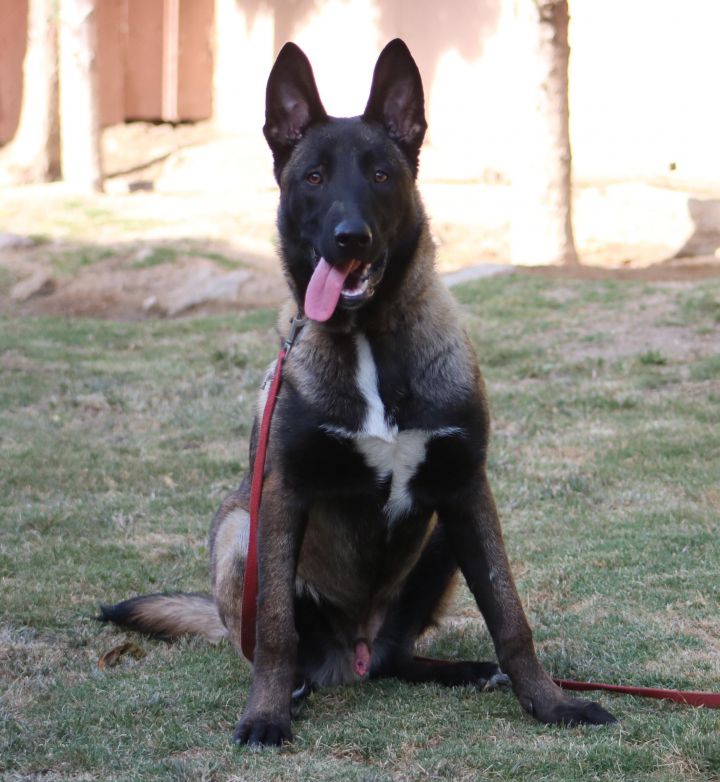 Belgian malinois store rescue northern california