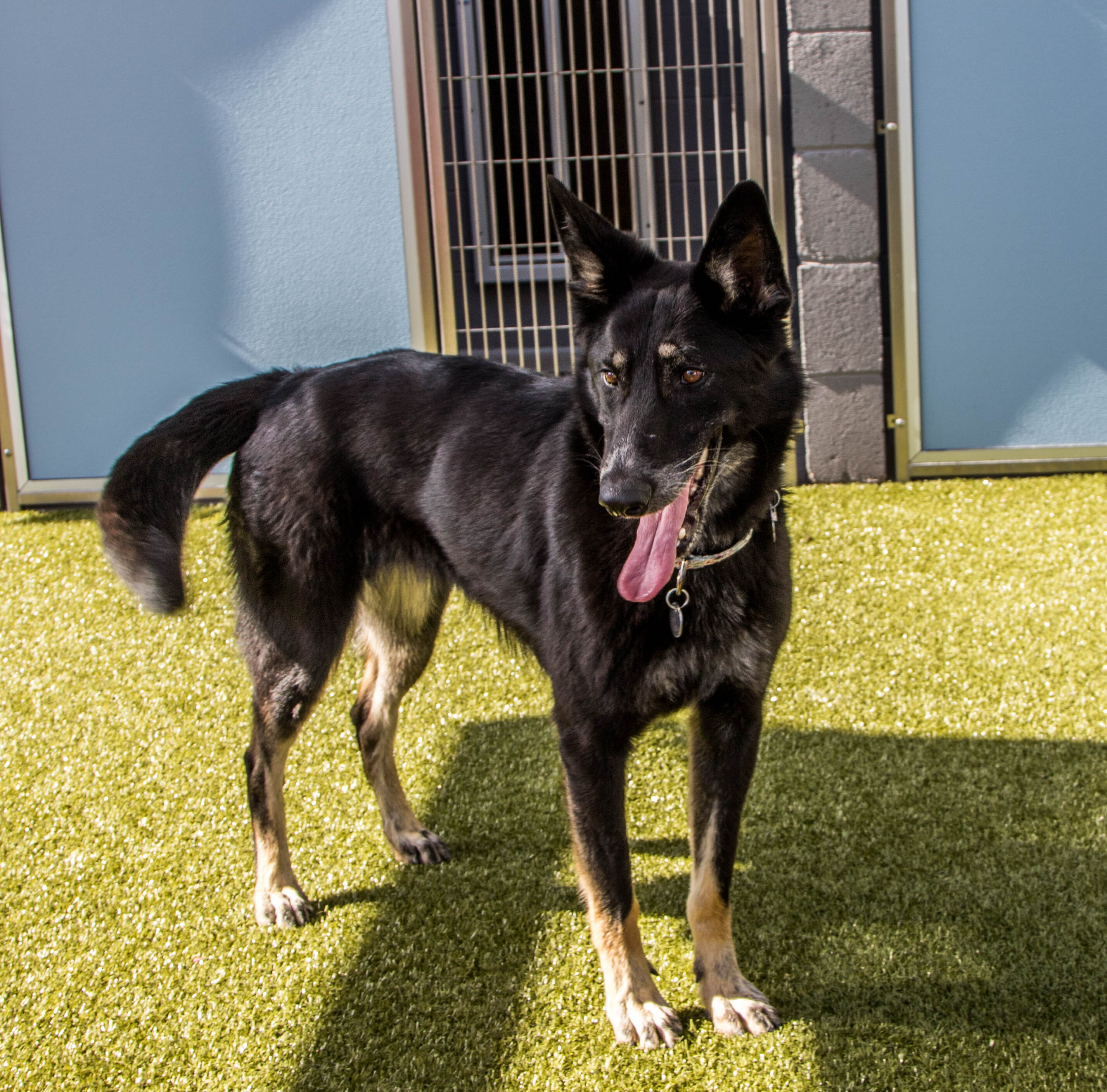 Kayla, an adoptable German Shepherd Dog in Glendale, AZ, 85308 | Photo Image 2