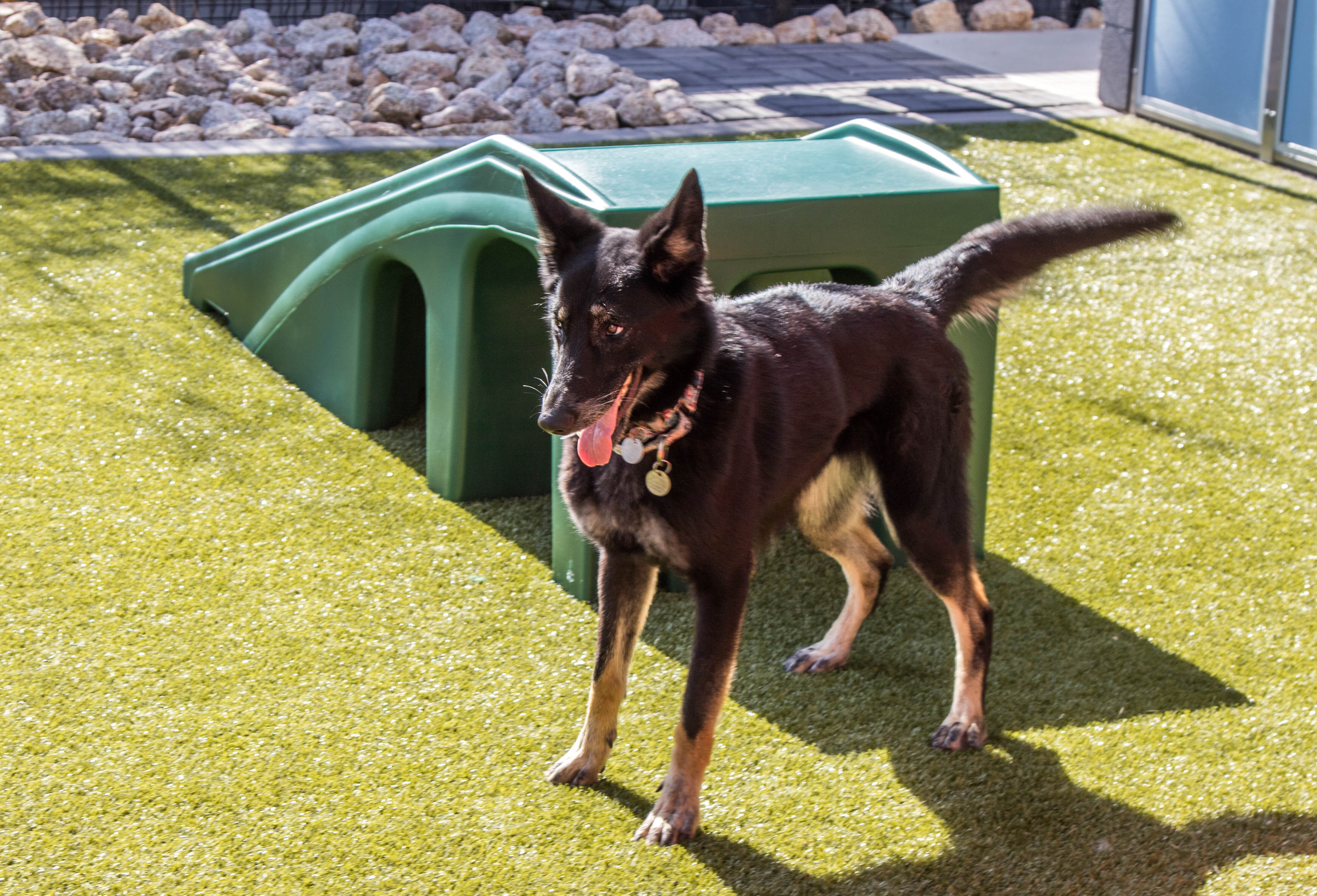 Kayla, an adoptable German Shepherd Dog in Glendale, AZ, 85308 | Photo Image 3