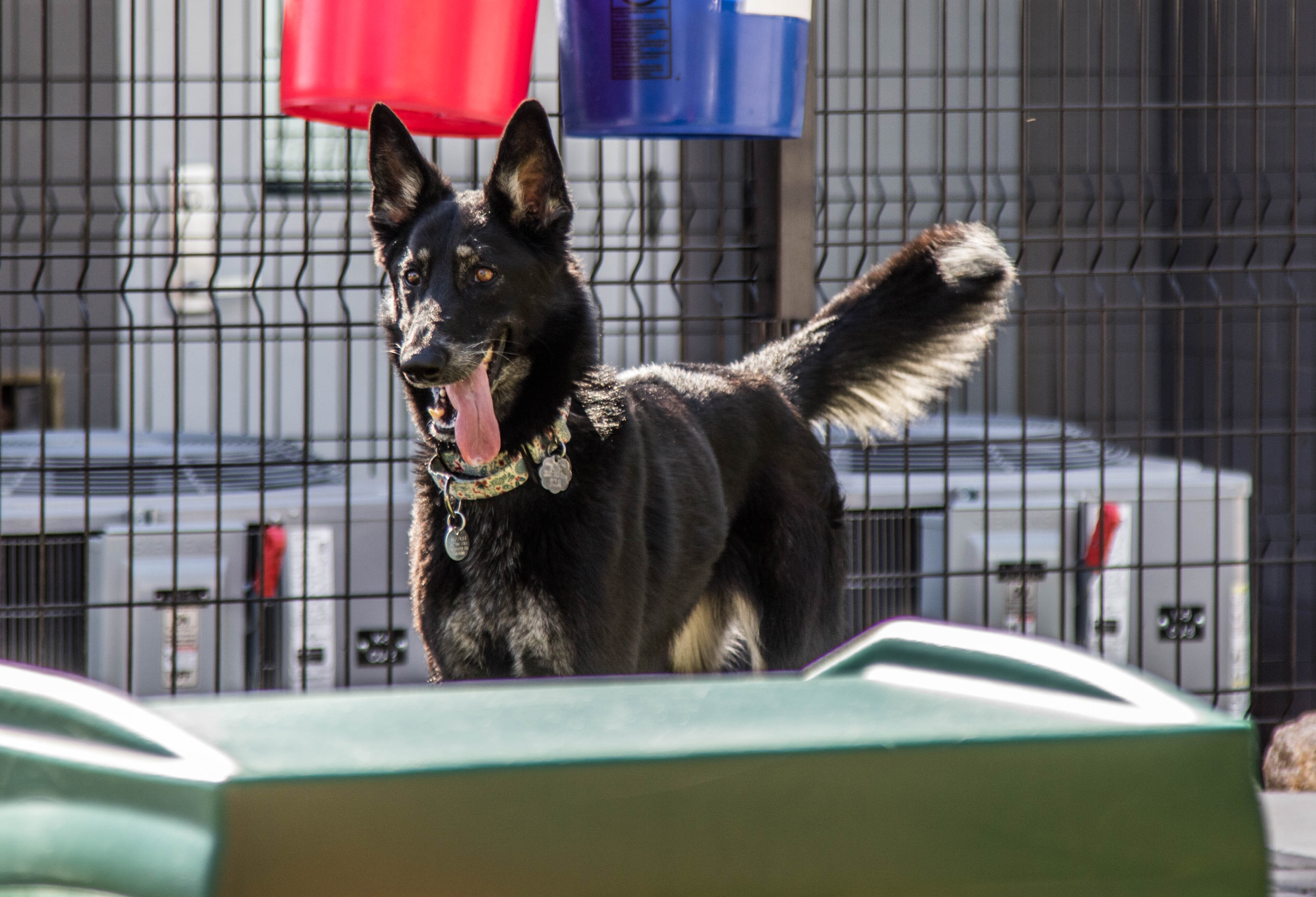 Kayla, an adoptable German Shepherd Dog in Glendale, AZ, 85308 | Photo Image 1