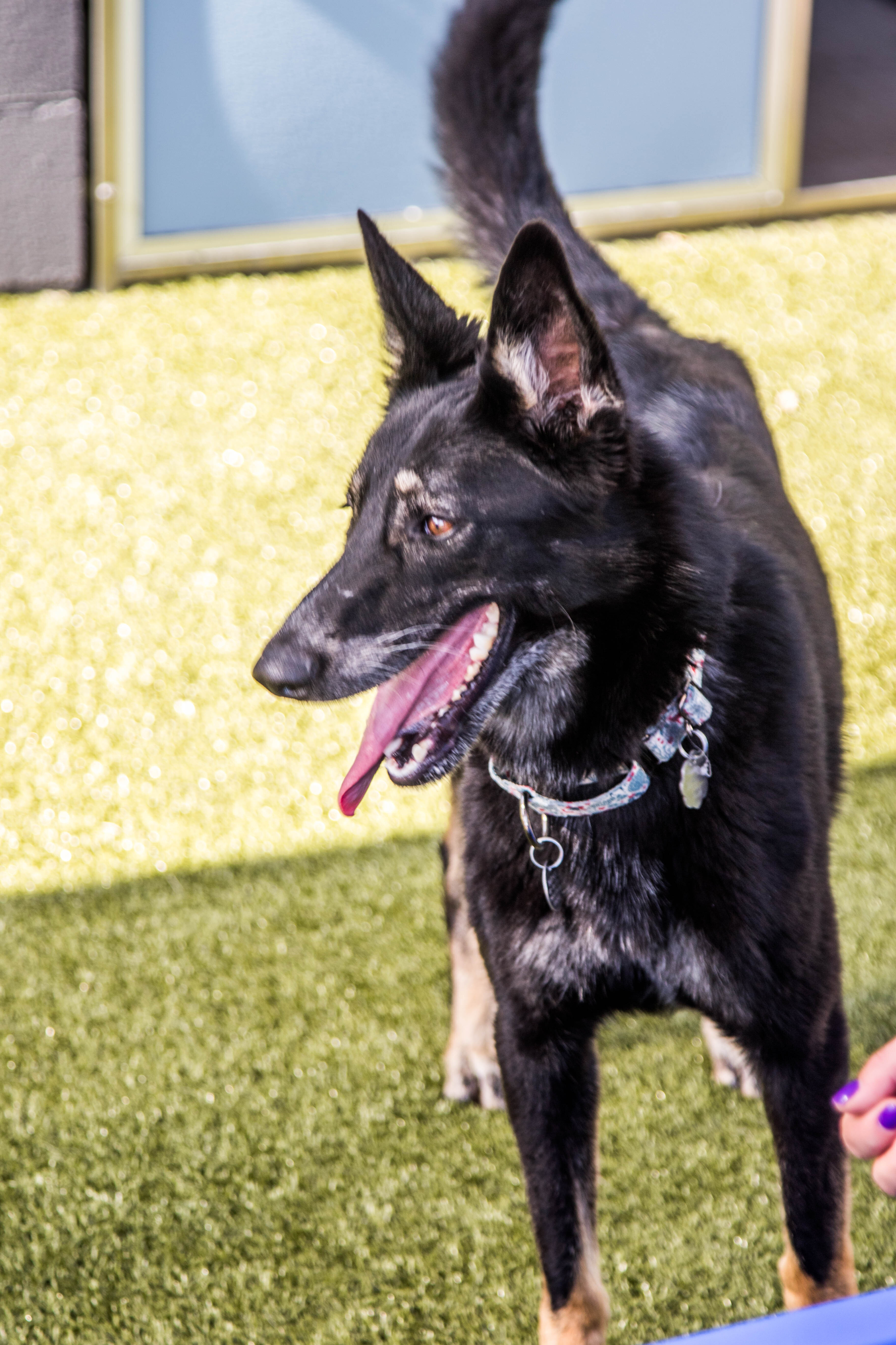 Kayla, an adoptable German Shepherd Dog in Glendale, AZ, 85308 | Photo Image 5