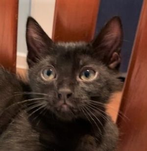 THUNDER - Handsome, Bold, Sweet, Cuddly, 10-Week-Old, Bombay - Bengal Mix Boy!