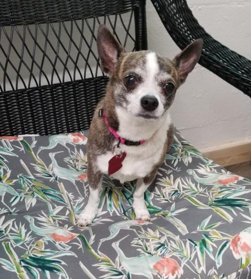 Dog For Adoption Hera A Chihuahua Terrier Mix In Ellijay Ga Petfinder