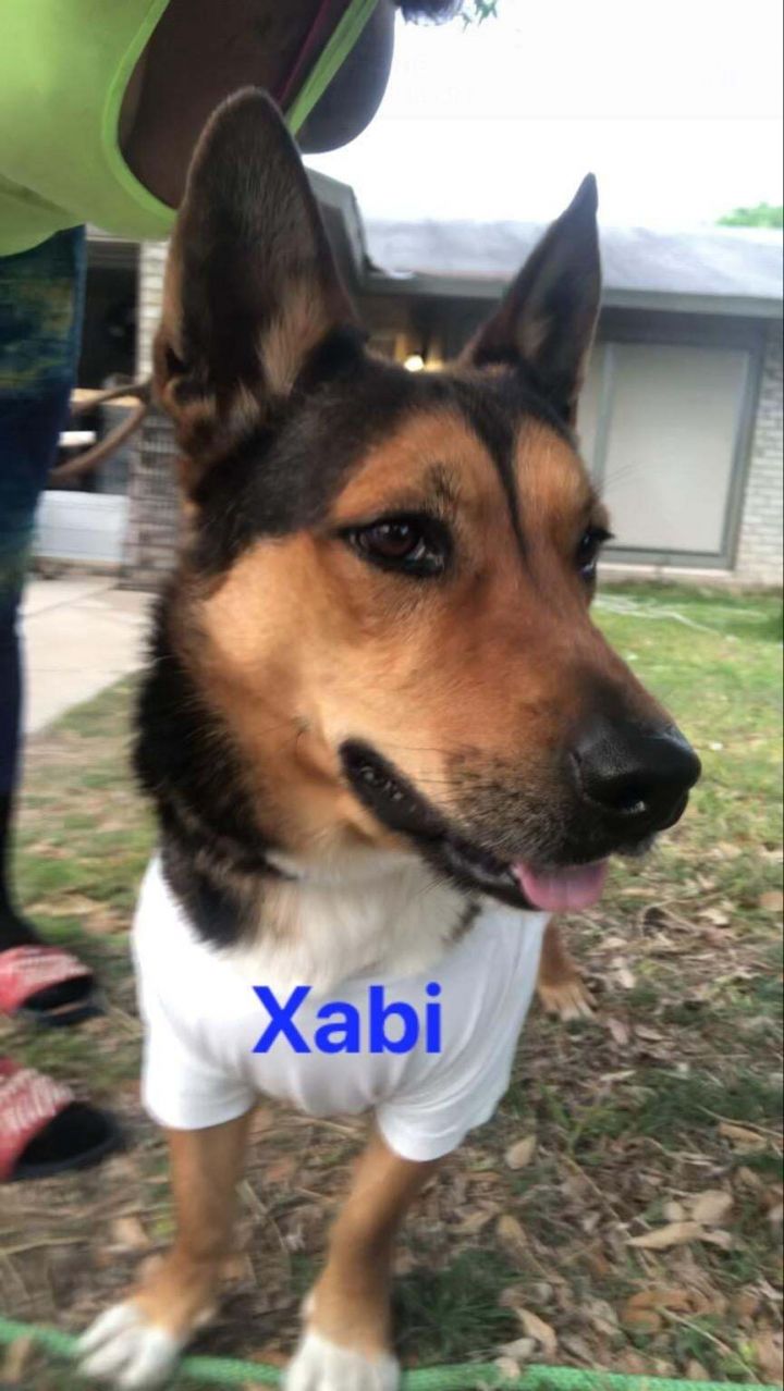 Xabi (20210529-03), an adopted Corgi & Shepherd Mix in Niagara Falls, ON_image-2