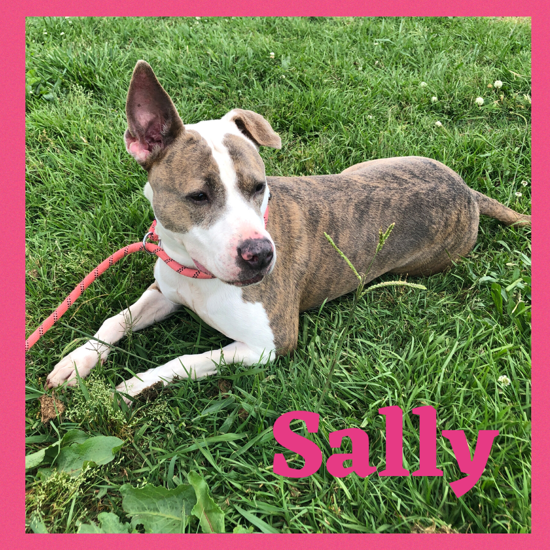 Sally, an adoptable Mixed Breed in Bolivar, TN, 38008 | Photo Image 5