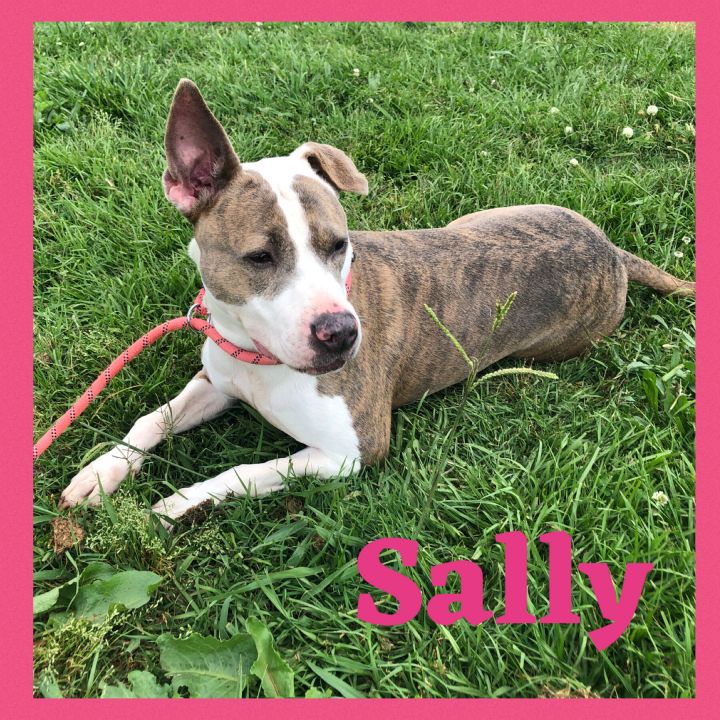 Sally, an adoptable Mixed Breed in Bolivar, TN_image-5