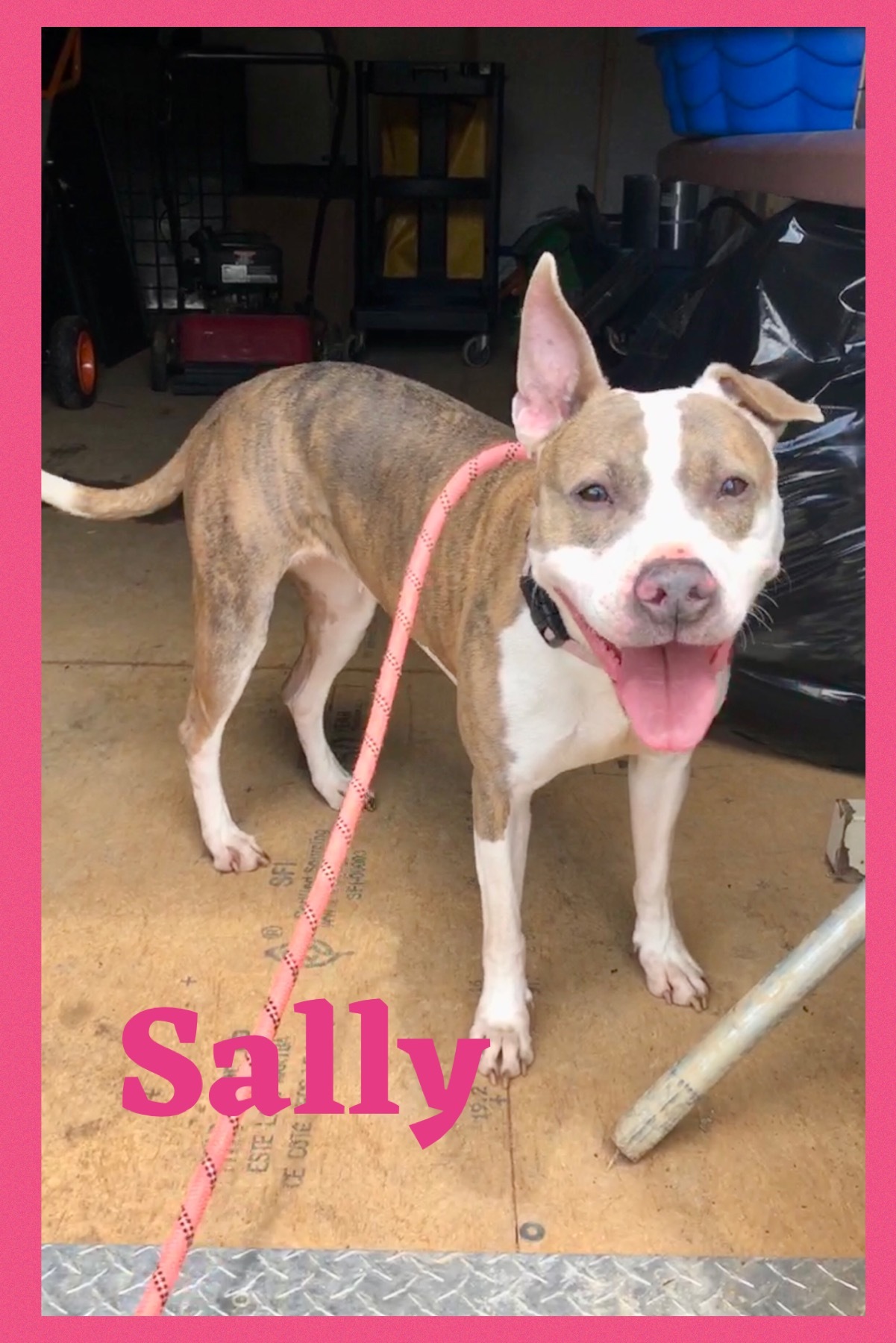 Sally, an adoptable Mixed Breed in Bolivar, TN, 38008 | Photo Image 1