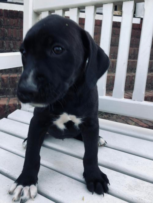 Dog For Adoption Linville A Labrador Retriever Black Mouth Cur Mix In Spindale Nc Petfinder