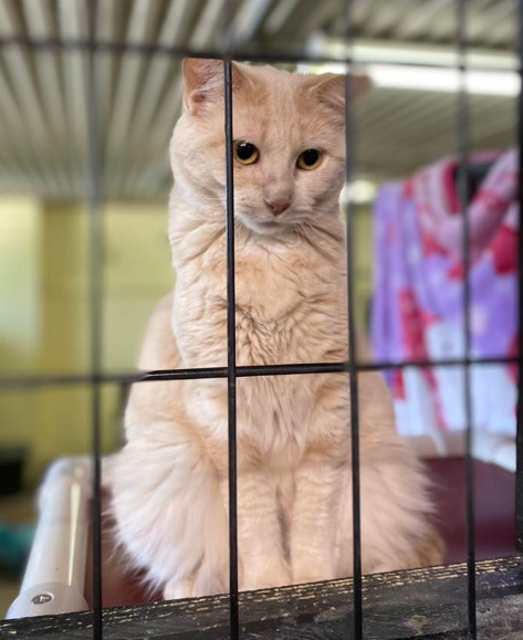 Rita, an adoptable Domestic Short Hair in New Richmond, WI, 54017 | Photo Image 1