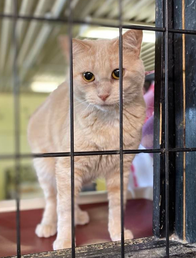 Rita, an adoptable Domestic Short Hair in New Richmond, WI, 54017 | Photo Image 2