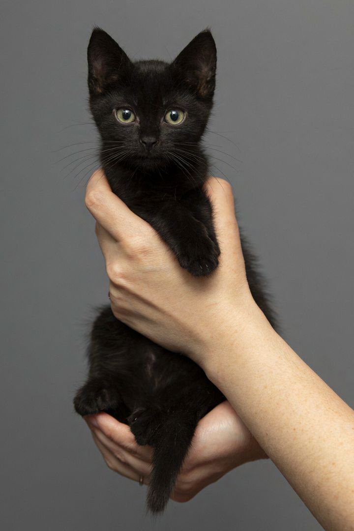 Faye, an adopted Domestic Short Hair Mix in New York, NY_image-1