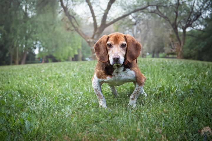 Stewart, an adoptable Beagle in Boston, KY_image-1
