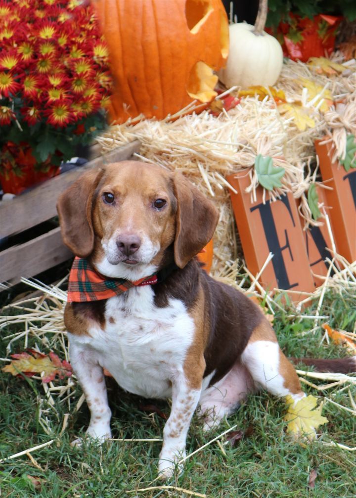 Stewart, an adoptable Beagle in Boston, KY_image-2