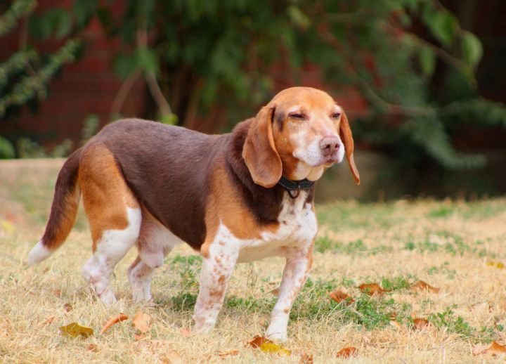 Dog for adoption - Stewart, a Beagle in Boston, KY | Petfinder