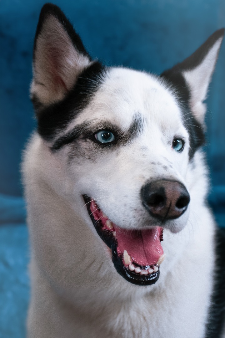 NEKO, an adoptable Siberian Husky, Husky in Phoenix, AZ, 85028 | Photo Image 2