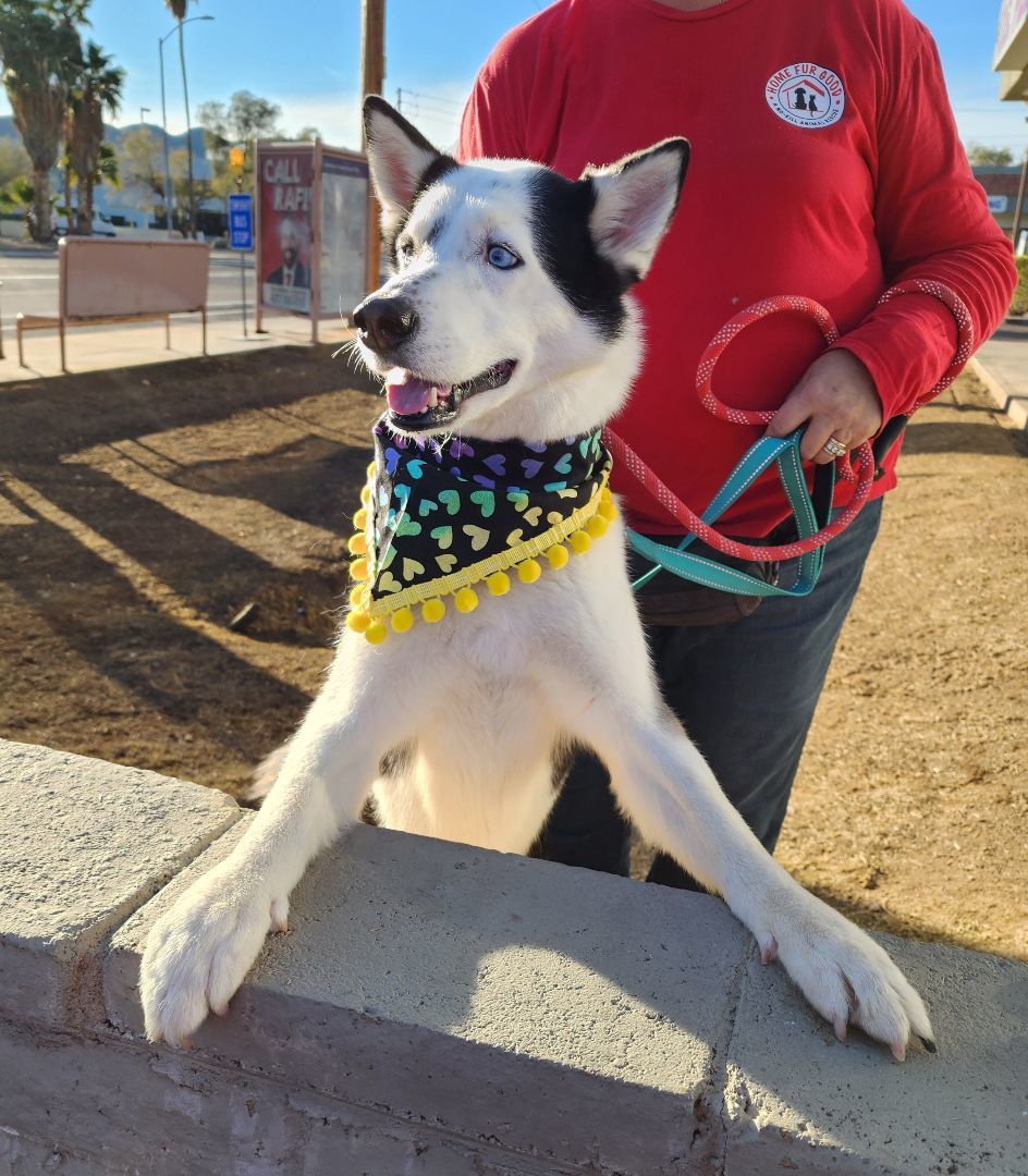 NEKO, an adoptable Siberian Husky, Husky in Phoenix, AZ, 85028 | Photo Image 4