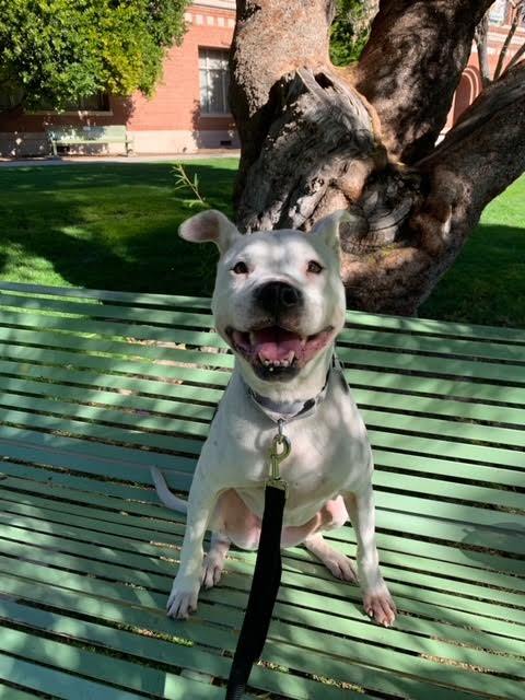 Jaxx, an adoptable American Bulldog in Marana, AZ, 85658 | Photo Image 2