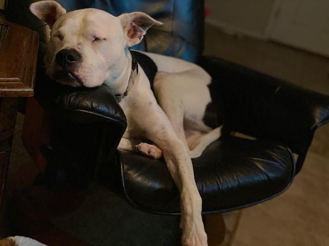 Jaxx, an adoptable American Bulldog in Marana, AZ, 85658 | Photo Image 4