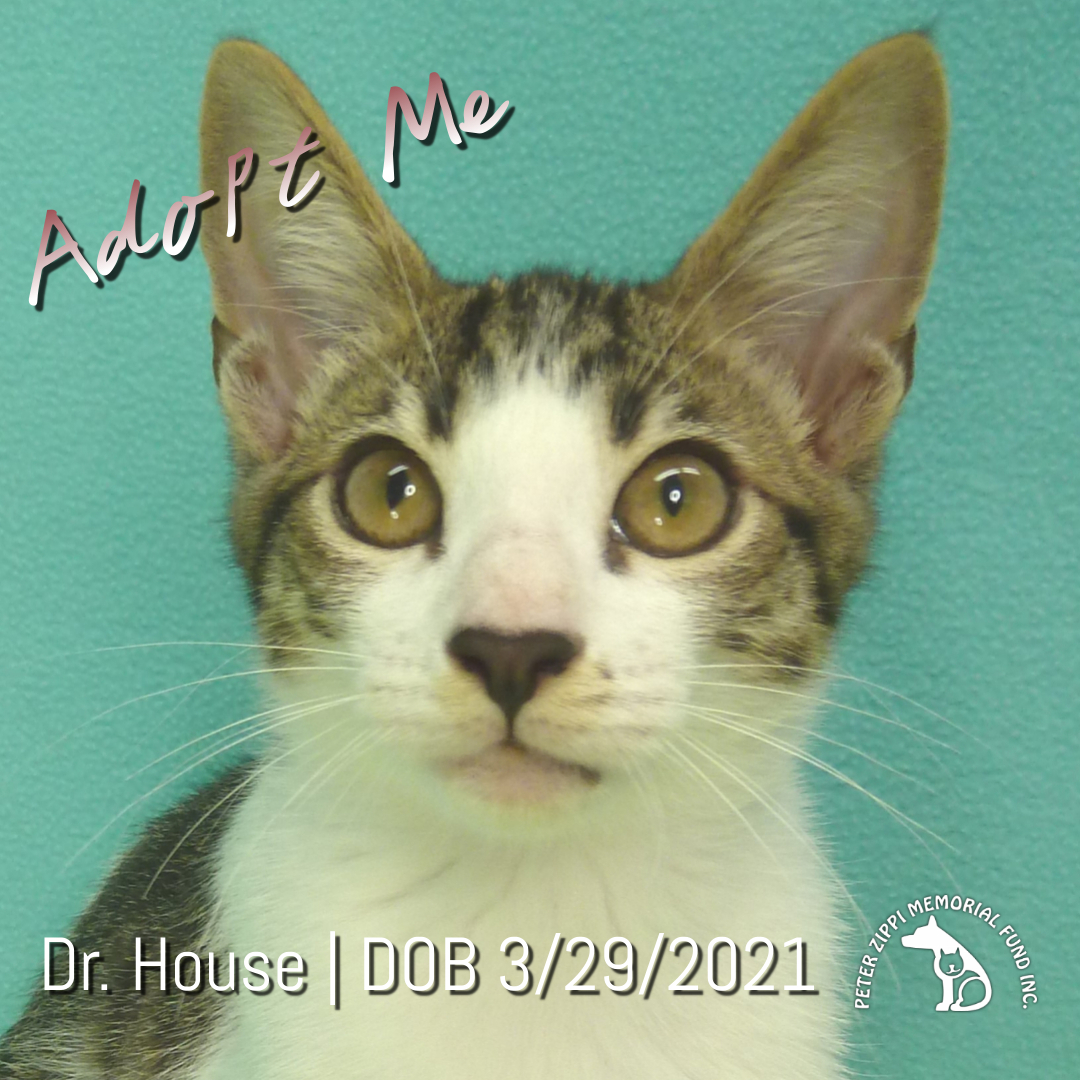 Cat for adoption Dr. House, a Domestic Short Hair & Tabby Mix in