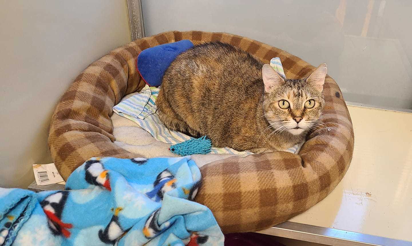 Dixie, an adoptable Domestic Short Hair in Cedar Rapids, IA, 52405 | Photo Image 1