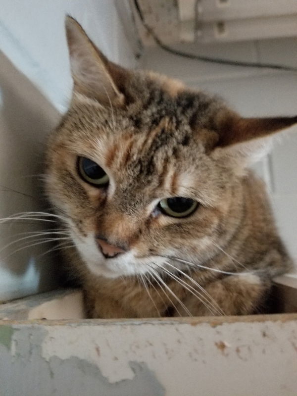 Dixie, an adoptable Domestic Short Hair in Cedar Rapids, IA, 52405 | Photo Image 2