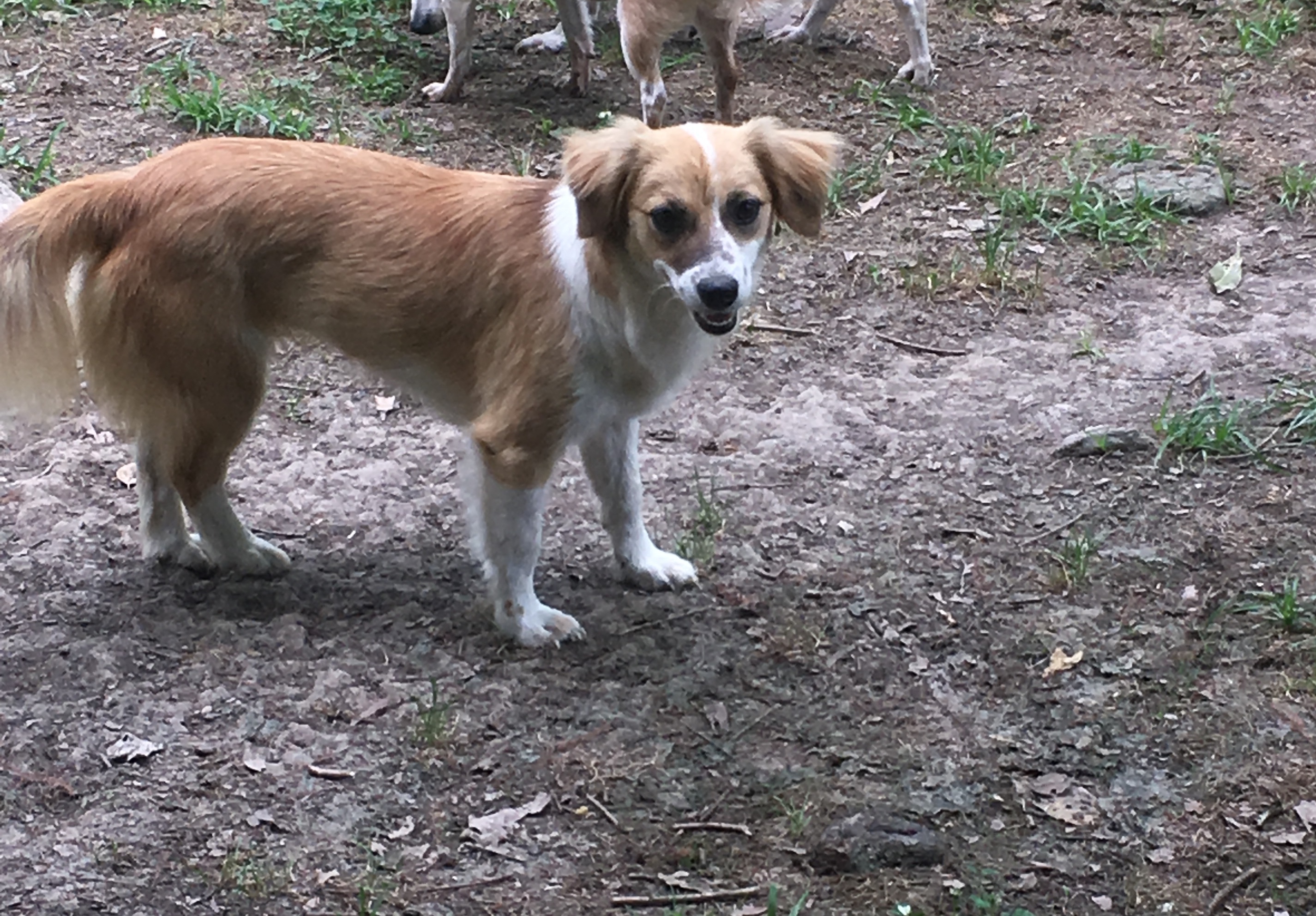 Savannah, an adoptable Shetland Sheepdog / Sheltie, Pekingese in Walker, LA, 70785 | Photo Image 1