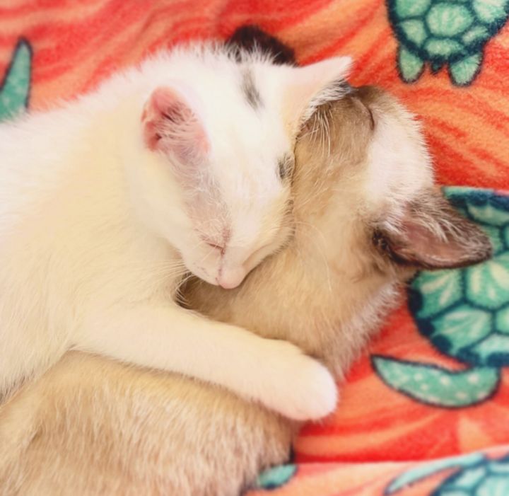 Snowdrop & Wildflower [Bonded Pair], an adopted Domestic Short Hair & Siamese Mix in Los Angeles, CA_image-4