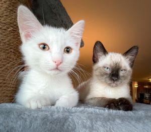 Snowdrop & Wildflower [Bonded Pair]