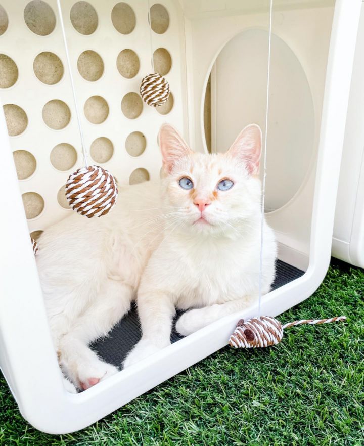 Ziggy, an adopted Siamese in Los Angeles, CA_image-1