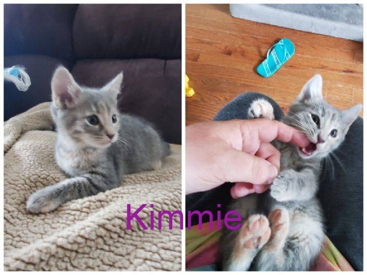 "K" kittens 2
