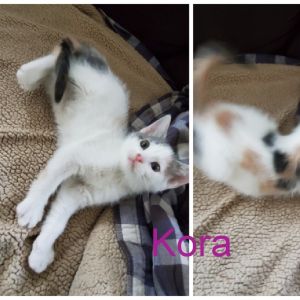 "K" kittens