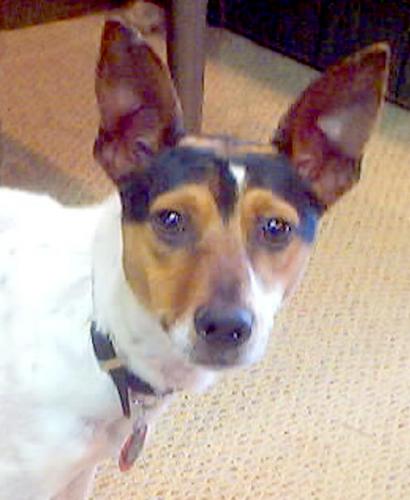 MANY MORE DOGS, an adoptable Rat Terrier Mix in Jacksonville, FL_image-3