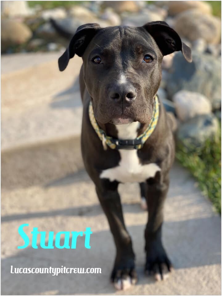 Stuart, an adoptable Pit Bull Terrier & Labrador Retriever Mix in Toledo, OH_image-2