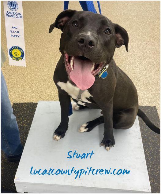 Stuart, an adoptable Pit Bull Terrier, Labrador Retriever in Toledo, OH, 43615 | Photo Image 1