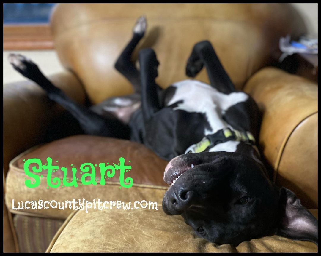 Stuart, an adoptable Pit Bull Terrier, Labrador Retriever in Toledo, OH, 43615 | Photo Image 3